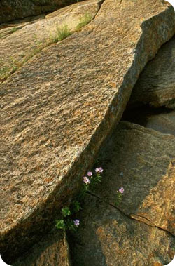 Flowers in the rocks